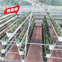 种植槽 草莓立体栽培架供应