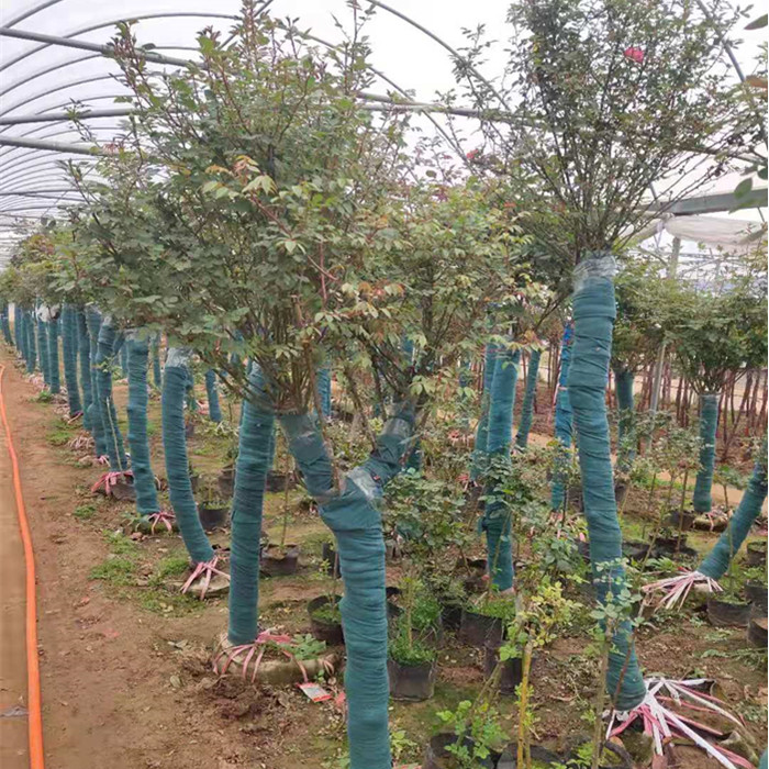 树状月季 高杆月季树苗 树状月季绿化用苗 高杆月季苗基地批发