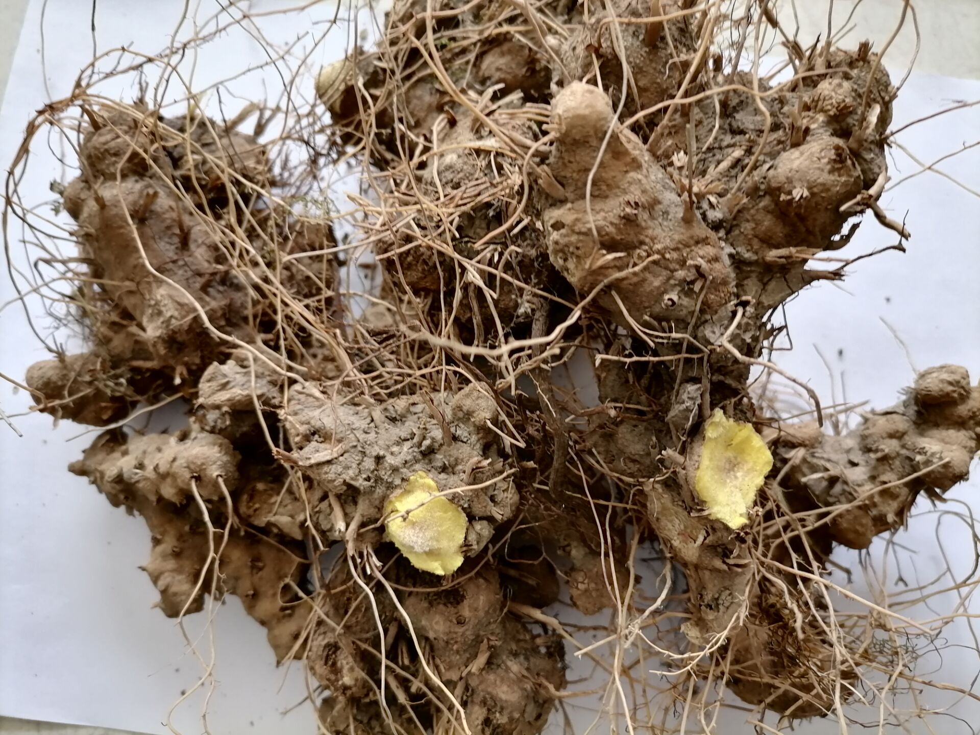 黄姜提取物薯蓣皂苷