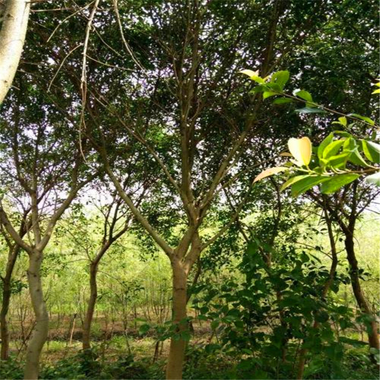 基地精品红皮榕 天津绿化工程苗红榕 园林工程绿化风景树