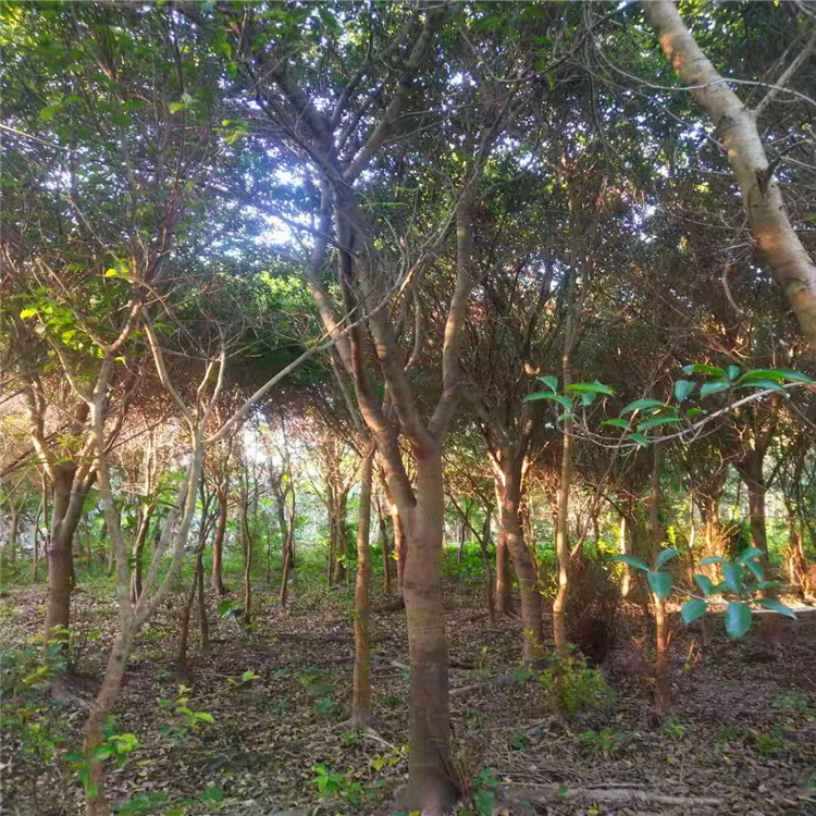 基地精品红皮榕 天津绿化工程苗红榕 园林工程绿化风景树