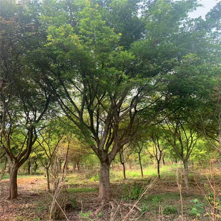 基地精品红皮榕 天津绿化工程苗红榕 园林工程绿化风景树