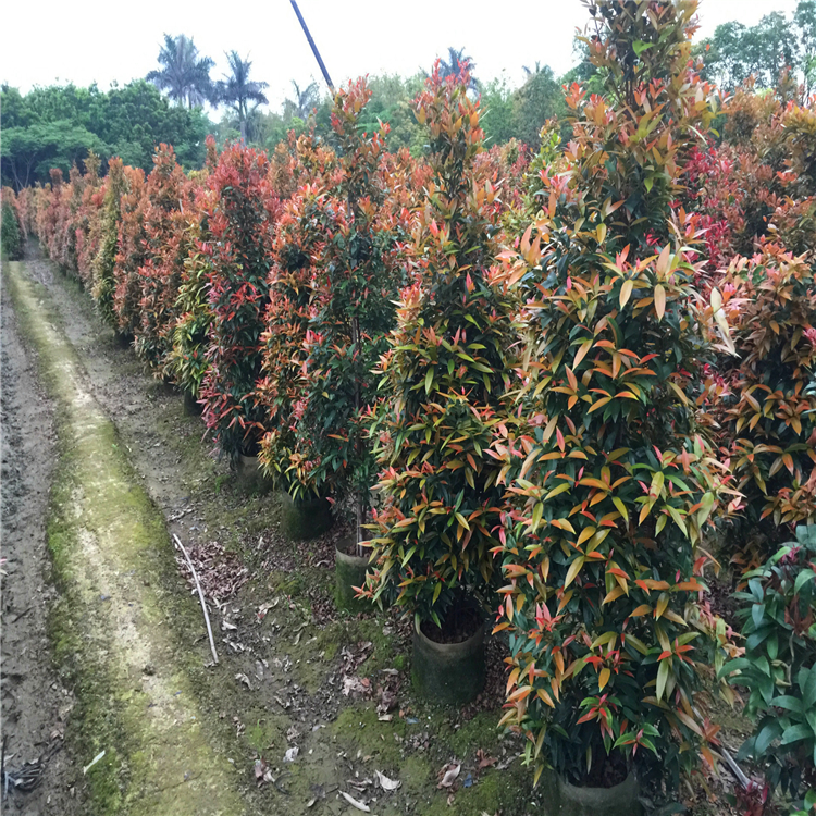 安徽红车苗红车移植苗别墅绿化树苗盆栽盆景绿植