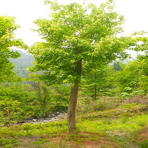 青枫安徽青枫苗木价格欢迎来电咨询