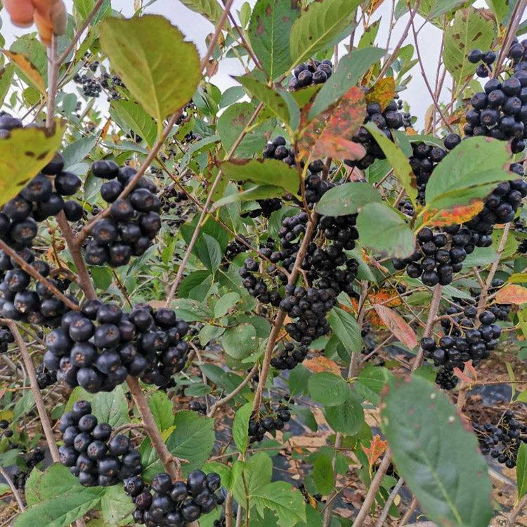 佔地苗圃 耐寒黑果花楸 遼寧黑果花楸 耐寒花楸樹苗