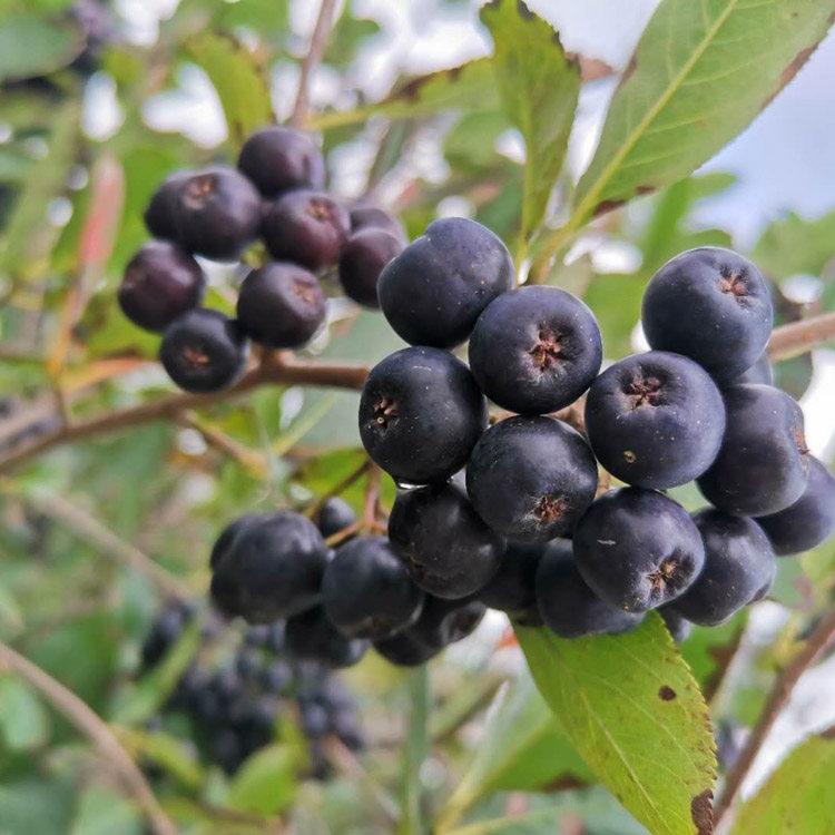 现挖现卖 黑果花楸种植基地 不老莓 耐寒性强 产果