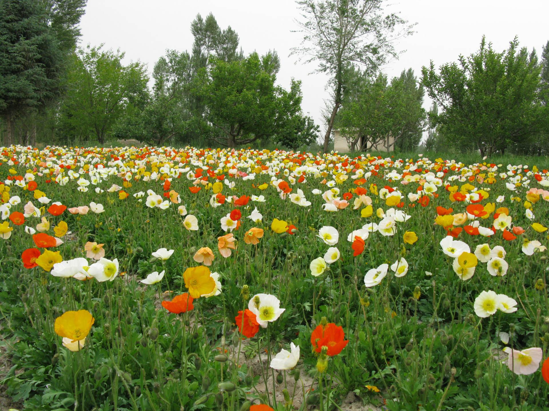 冰岛虞美人基地 山坡草地虞美人 绿化工程冰岛虞美人花