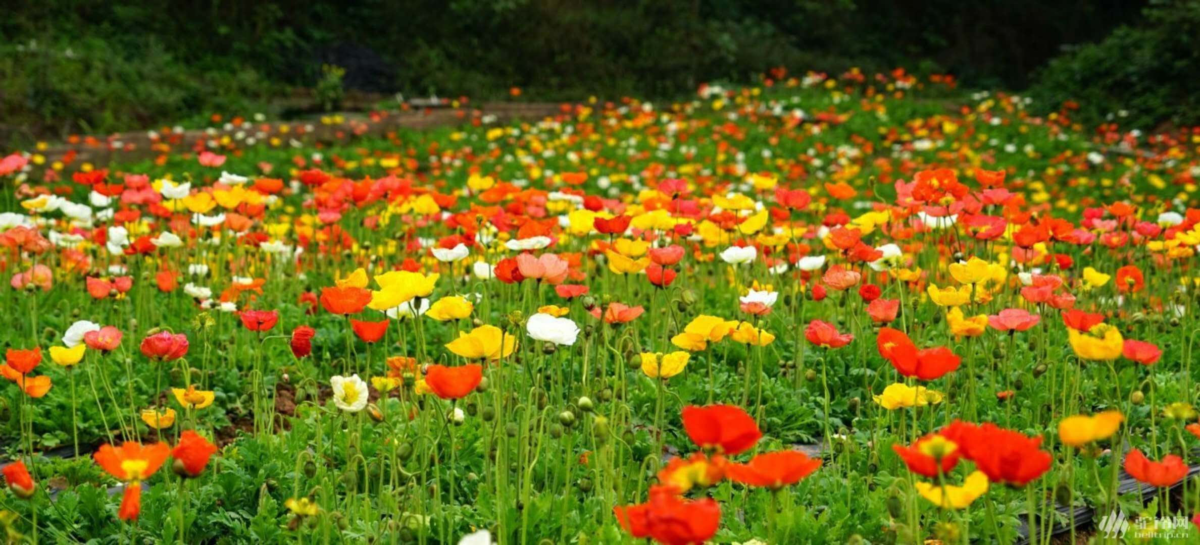 冰岛虞美人小苗林下虞美人花坛观赏花卉