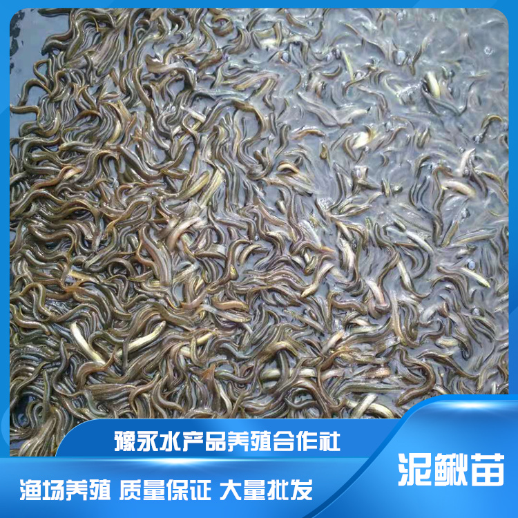 臺灣泥鰍苗價格 淡水泥鰍魚苗 養殖場銷售