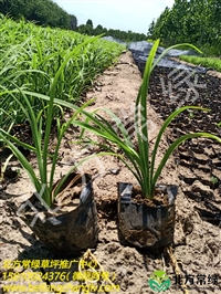 基地种植大花萱草营养杯/钵苗出售价格