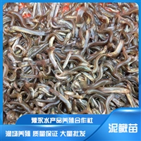河南直辖
泥鳅苗的培育 台湾泥鳅苗养殖方法泥鳅苗种养殖