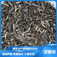 河北泥鳅苗  台湾泥鳅品种 大量批发