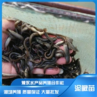 台湾泥鳅苗  台湾泥鳅品种 养殖场销售