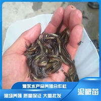 安徽泥鳅苗  台湾泥鳅品种 物美价廉