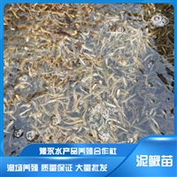 安徽安庆市泥鳅养殖 台湾泥鳅苗养殖方法泥鳅苗养殖基地