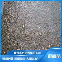 河南泥鳅苗养殖  台湾泥鳅品种 大量批发
