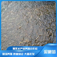 ̨緱  ̨Ʒ ֳ