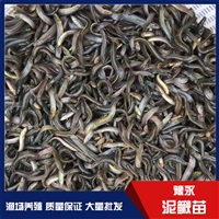安徽蚌埠市泥鳅苗的成活率 台湾泥鳅苗培育泥鳅养殖场