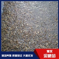 河南济源市泥鳅繁育技术 台湾泥鳅苗养殖基地泥鳅苗养殖