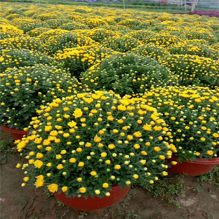 现挖现卖千头菊小苗双色盆千头菊质量放心可靠