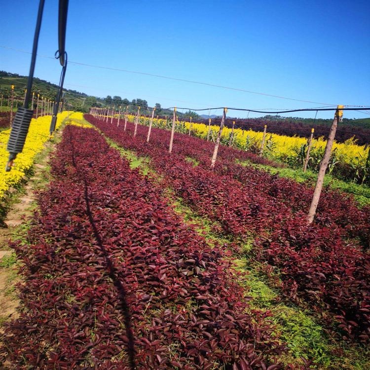 山地苗供应绿化苗红叶李密枝红叶李价格诚信企业推荐