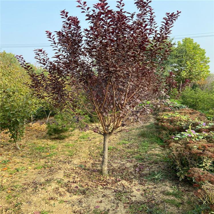 东北绿化苗木供应 绿化苗红叶李 紫叶李批发 沈阳绿化苗圃