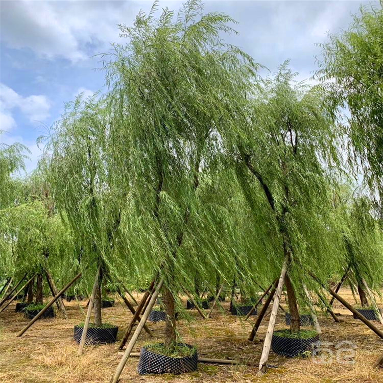 广东移植柳树柳树苗园林行道小区绿化苗木