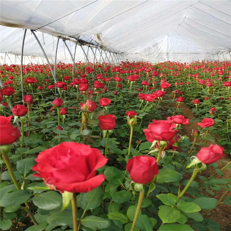 苗圃基地多季玫瑰苗四季玫瑰种植基地花期长红紫色
