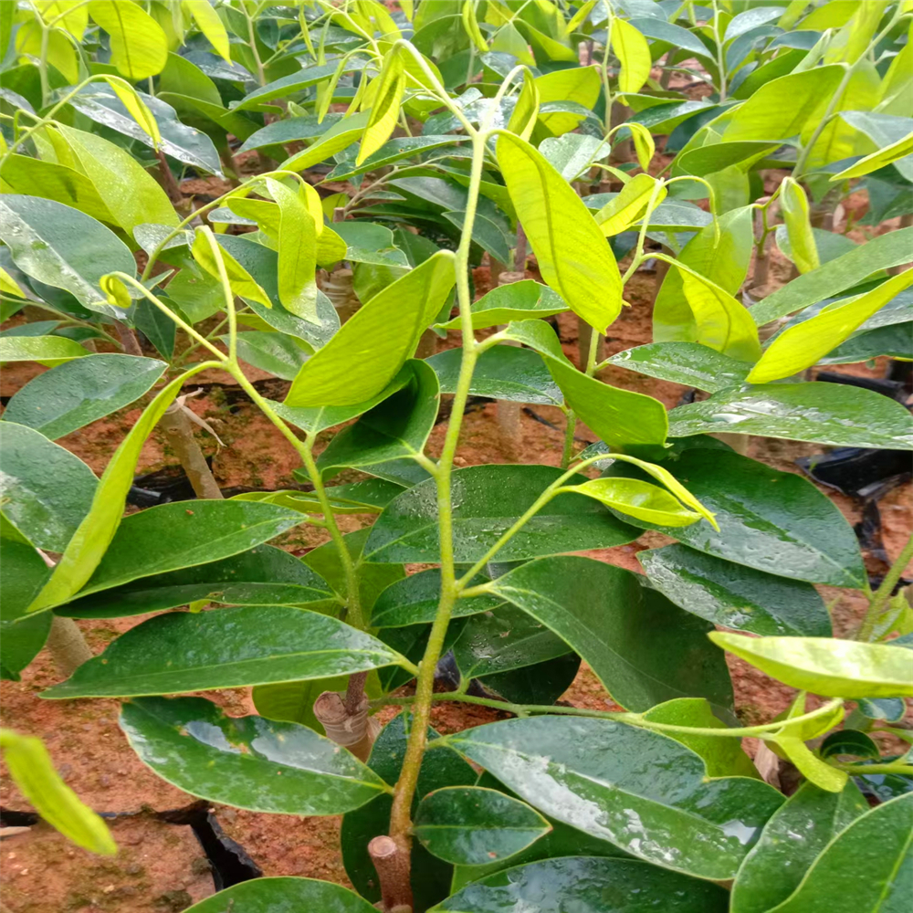 黄奇楠木和花奇楠木绿奇楠沉香的种苗绿奇楠沉香树黄奇楠沉香苗