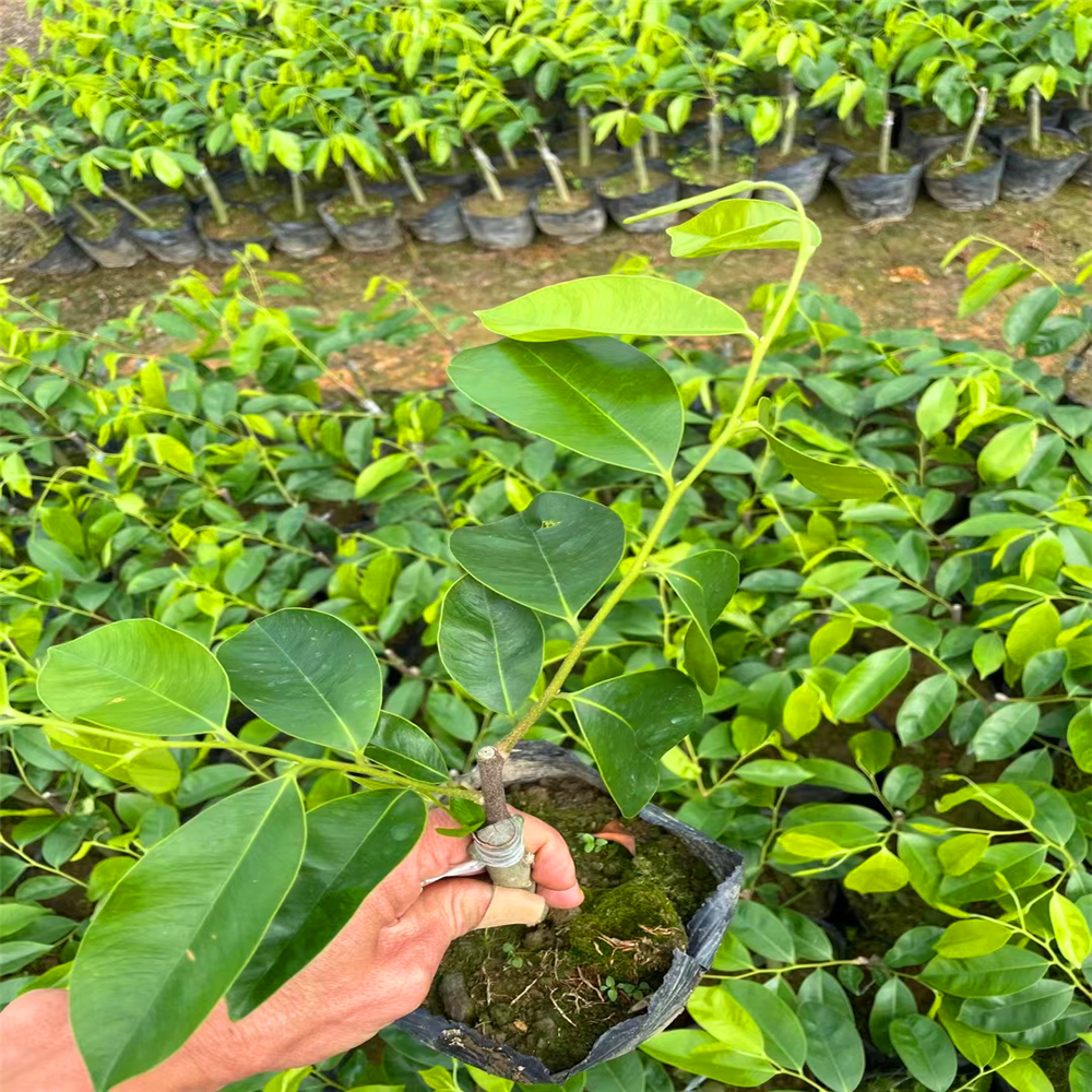 黑奇楠好還是黃奇楠好奇楠沉香苗種植環境黃奇楠的主要特徵海南