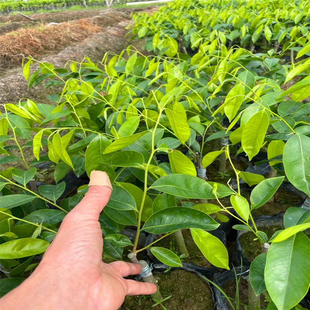 黑奇楠好還是黃奇楠好奇楠沉香苗種植環境黃奇楠的主要特徵海南