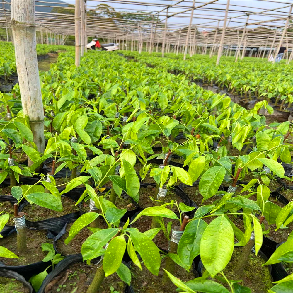 黃奇楠紫奇楠人工綠奇楠多少錢一克黃奇楠沉香苗種植環境海南黃