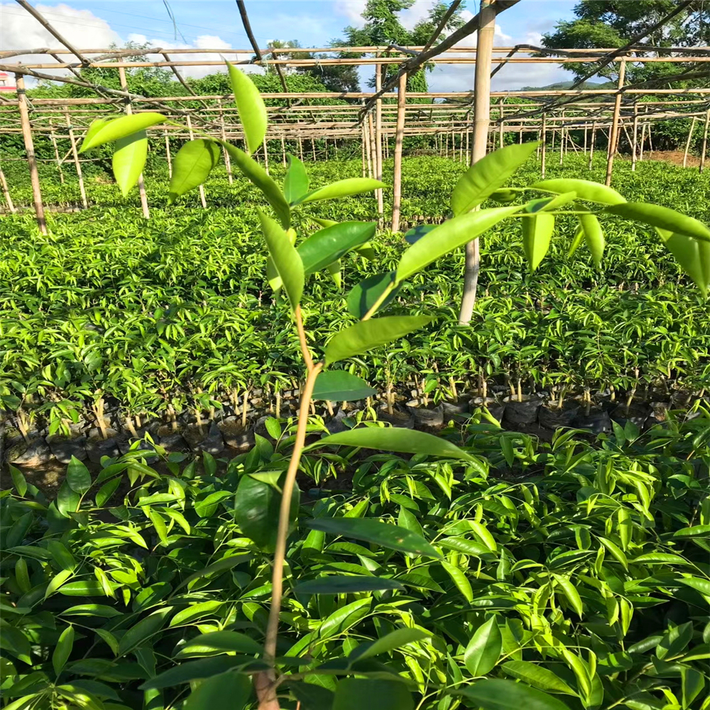 沉香木种植(奇楠沉香树好种植吗)