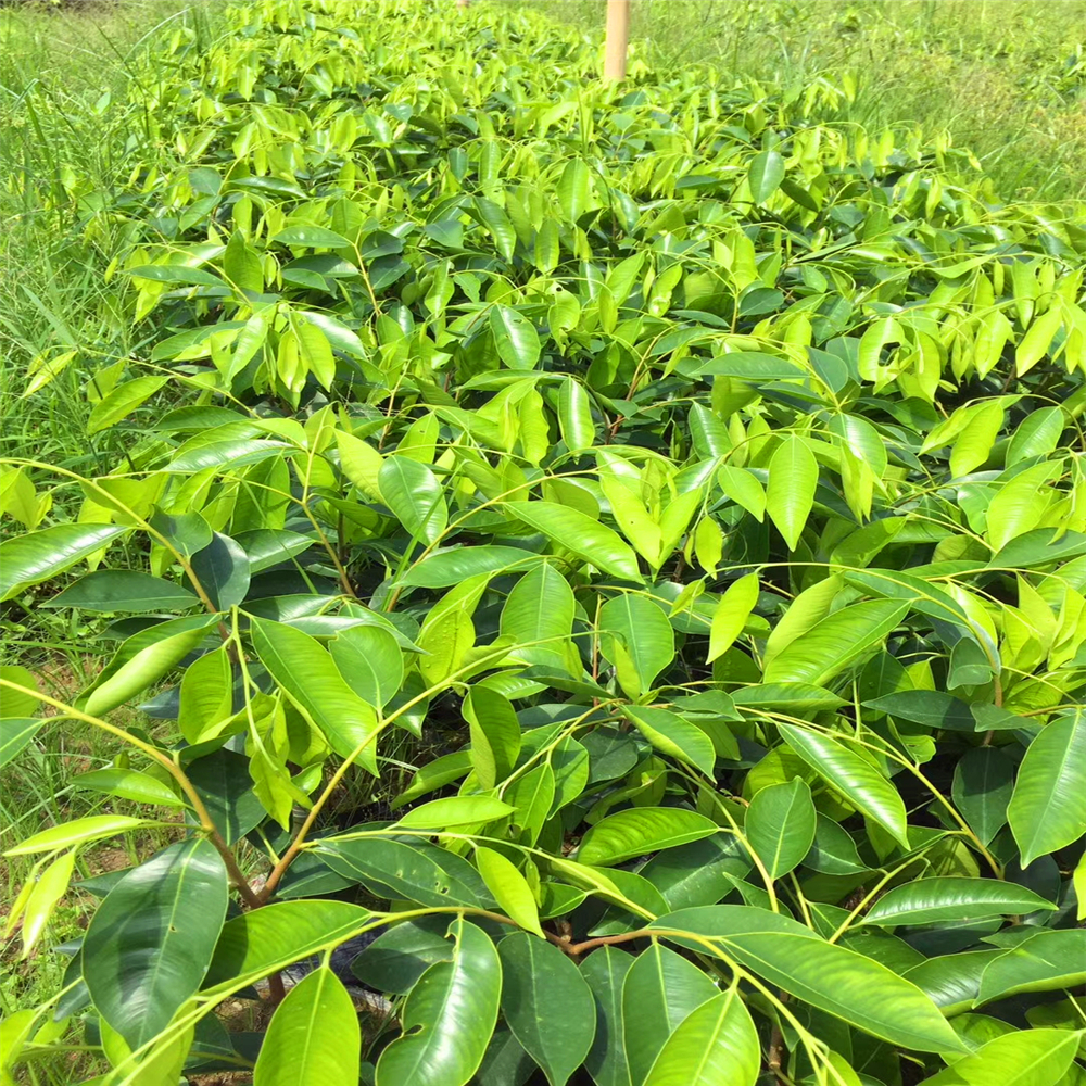 奇楠木种植图片