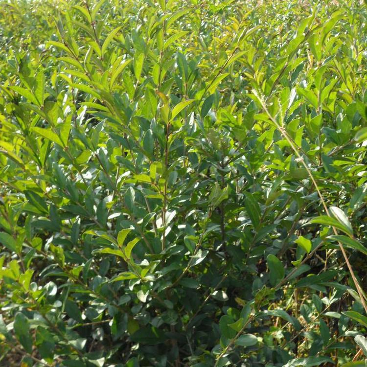 耐寒绿化批发丛生水腊夹植水蜡信息推荐