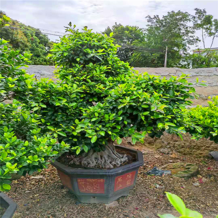 出售地瓜榕樹盆景廣東大葉榕樹盆景客廳綠植人參榕