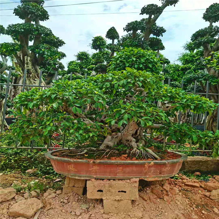 精品榕樹盆景河北大葉榕樹盆景榕樹盆景供應商