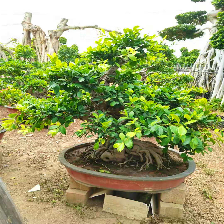 批发榕树盆栽云南小叶榕桩头客厅绿植人参榕