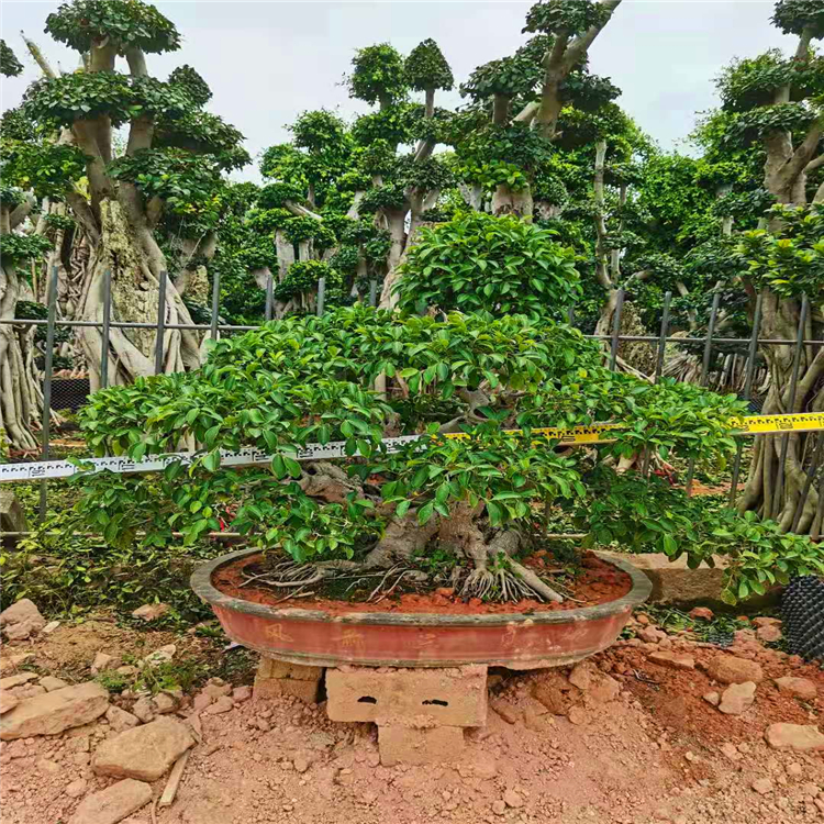 榕樹盆景報價安徽大葉榕樹盆景小葉榕樹造型樹樁