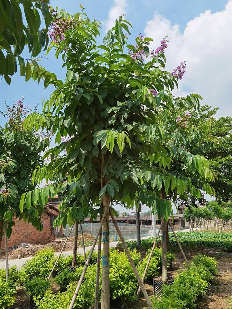 西藏大叶紫薇价格 大叶紫薇容器苗大花紫薇树袋苗园林景观供应