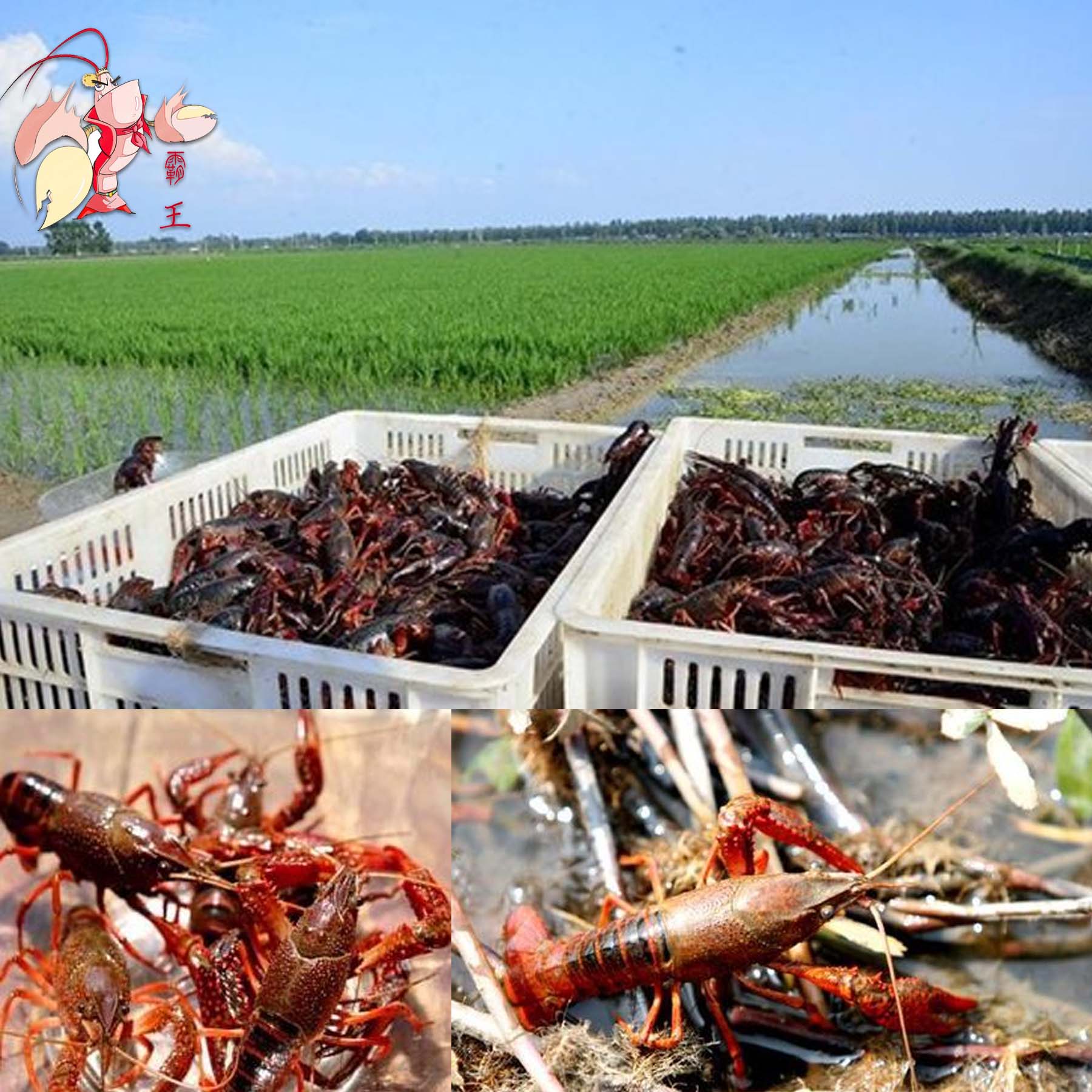 农村致富新项目小龙虾养殖公司全程提供技术支持保底价回收成品龙虾