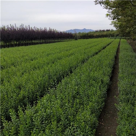 好苗接受预定水腊苗单株水腊苗厂家欢迎来电