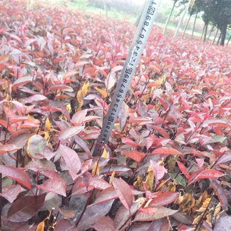 辽宁彩叶绿化紫叶矮樱苗木紫叶矮樱绿化苗给您好的建议