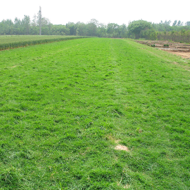 高羊茅种子护坡绿化高羊茅草籽播种方法