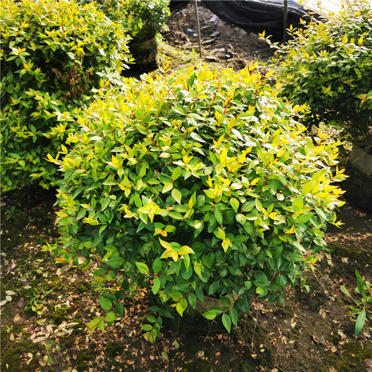 大量供应 金叶大花六道木球袋苗 品相好颜值高 庭院公园观赏绿植 园林
