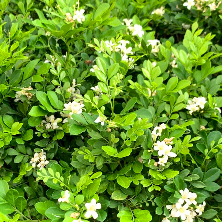 七里香苗报价 江西七里香盆栽 工程小苗 绿化小苗