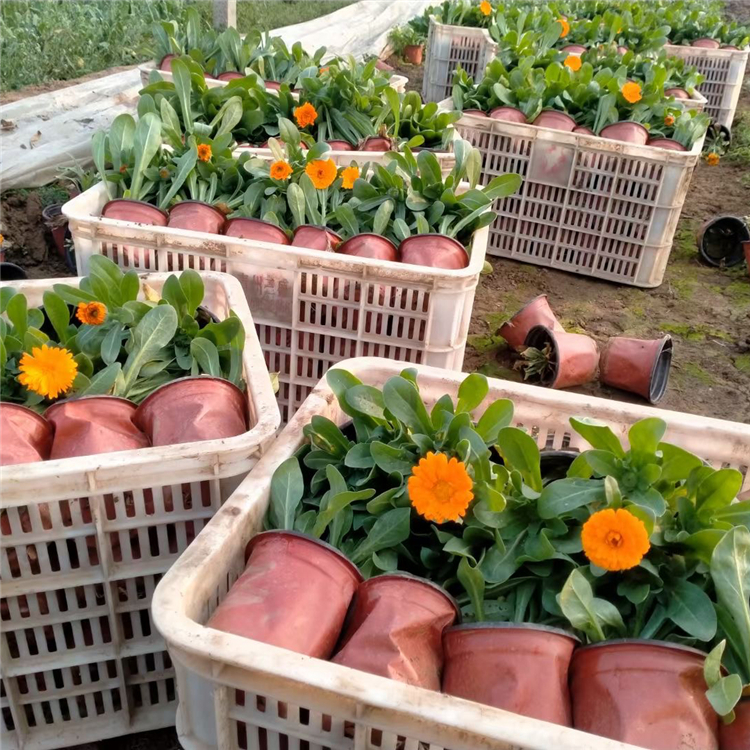 基地出售金盏菊金盏菊幼苗长秀花卉