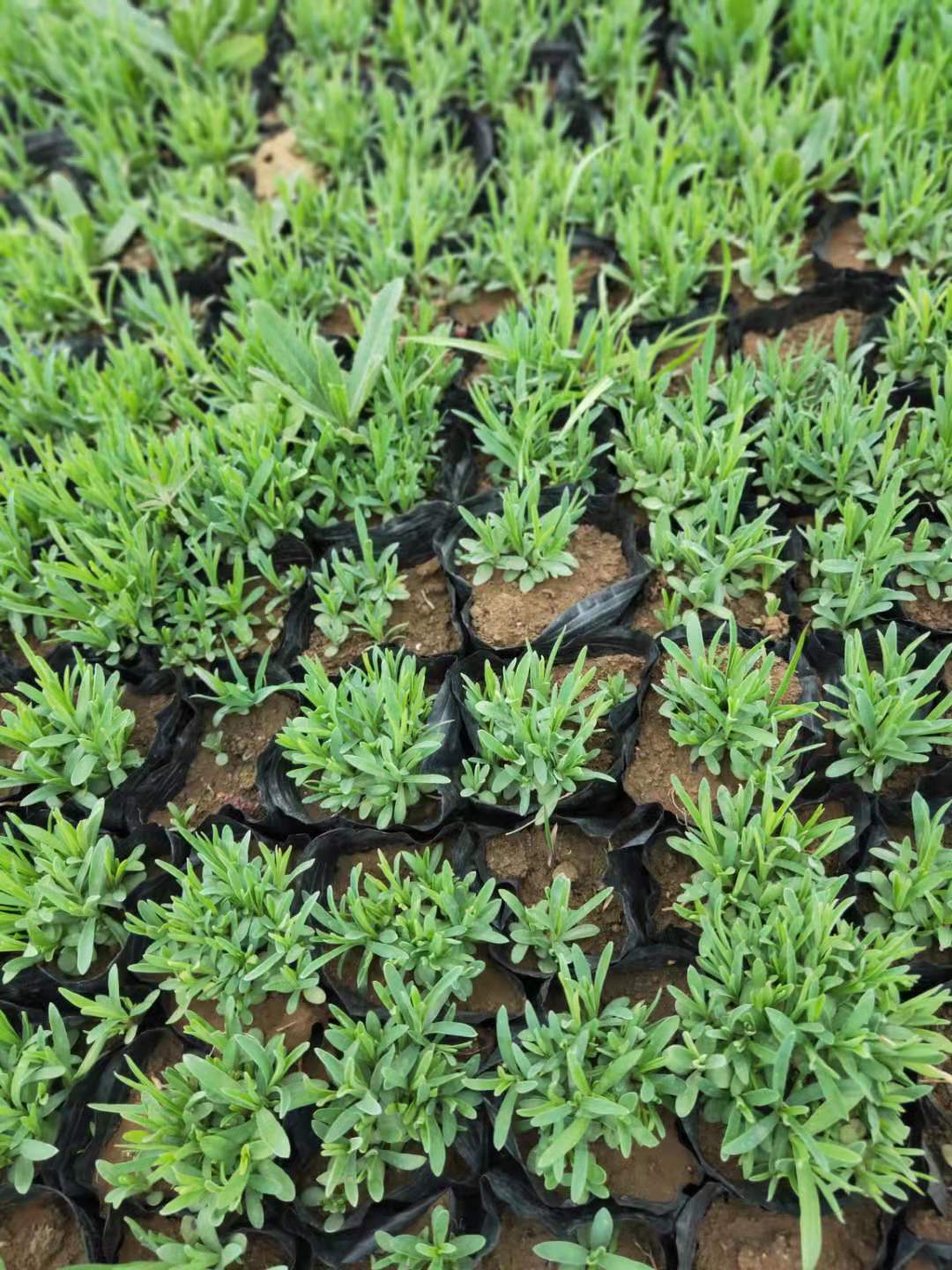 新疆工程常夏石竹 常夏石竹绿化观赏苗 常夏石竹小苗价格