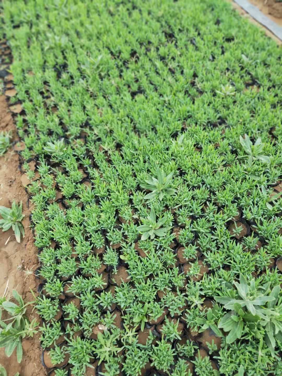 新疆工程常夏石竹 常夏石竹绿化观赏苗 常夏石竹小苗价格