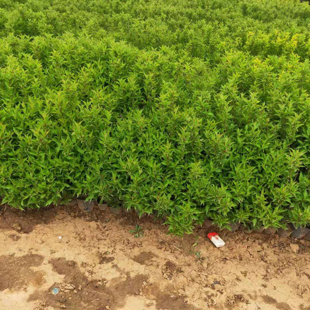 红王子锦带小苗绿化庭院锦带花红王子锦带供应价格